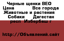 Черные щенки ВЕО › Цена ­ 5 000 - Все города Животные и растения » Собаки   . Дагестан респ.,Избербаш г.